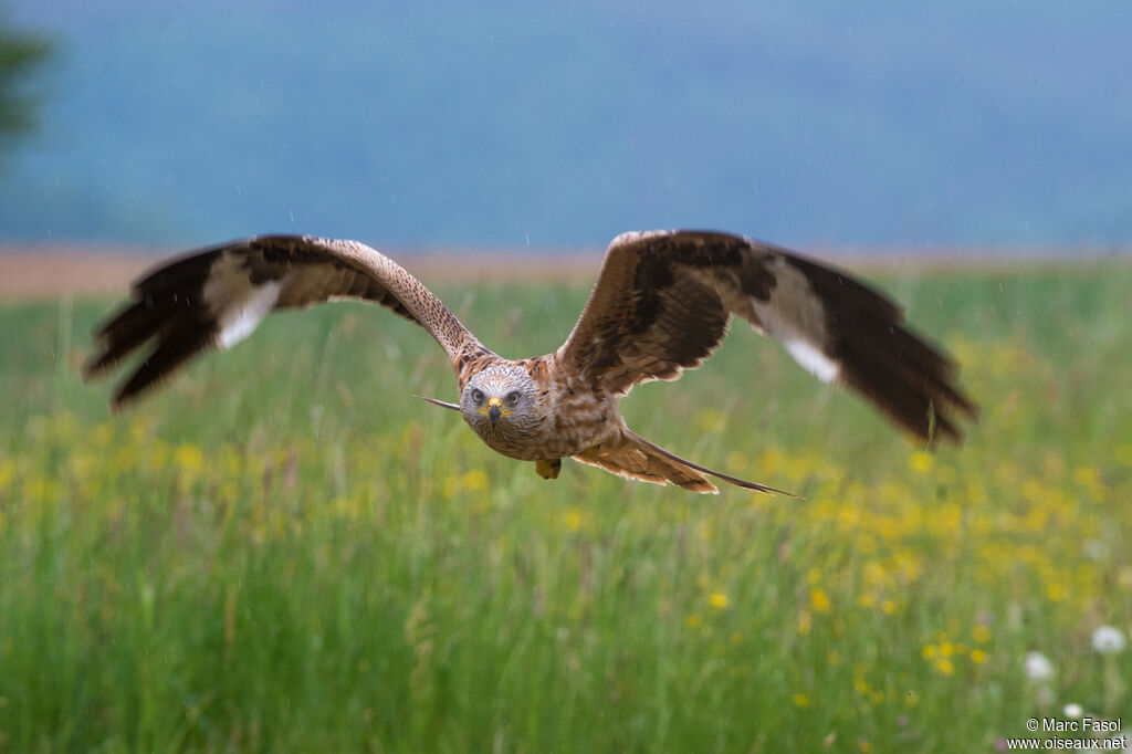 Red Kiteadult, Flight