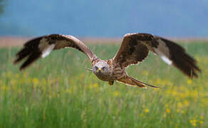 Red Kite