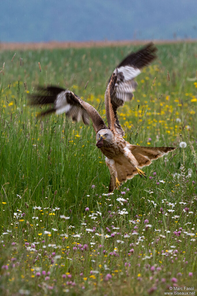 Red Kiteadult, identification, feeding habits