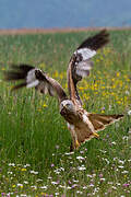 Red Kite