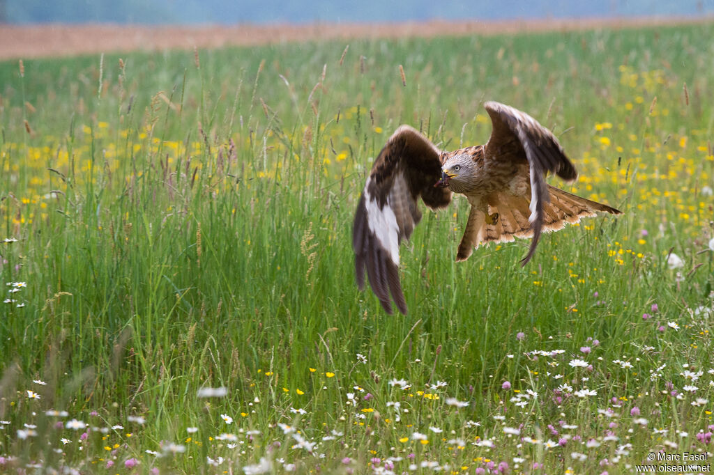 Red Kiteadult, Flight