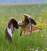 Red Kite