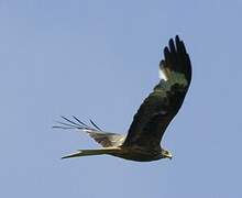 Red Kite