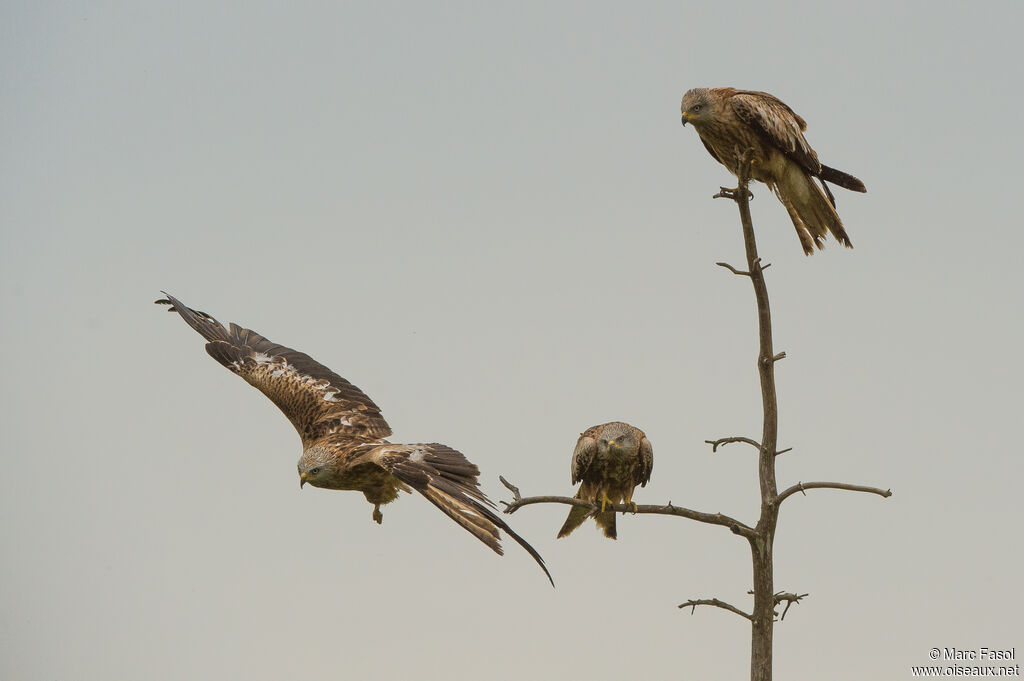 Red Kiteadult