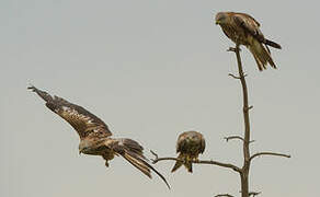 Red Kite