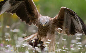 Red Kite