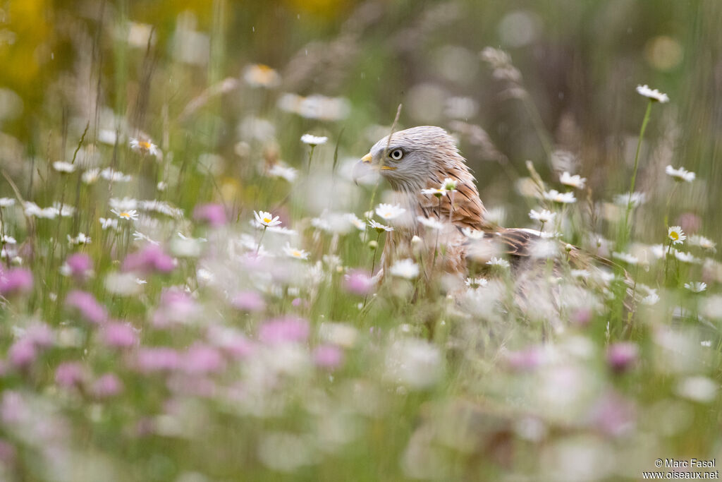 Red Kiteadult breeding, close-up portrait