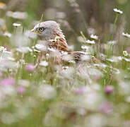 Red Kite