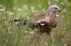 Red Kite