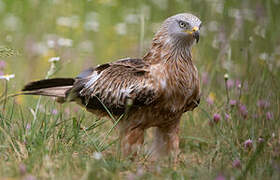 Red Kite