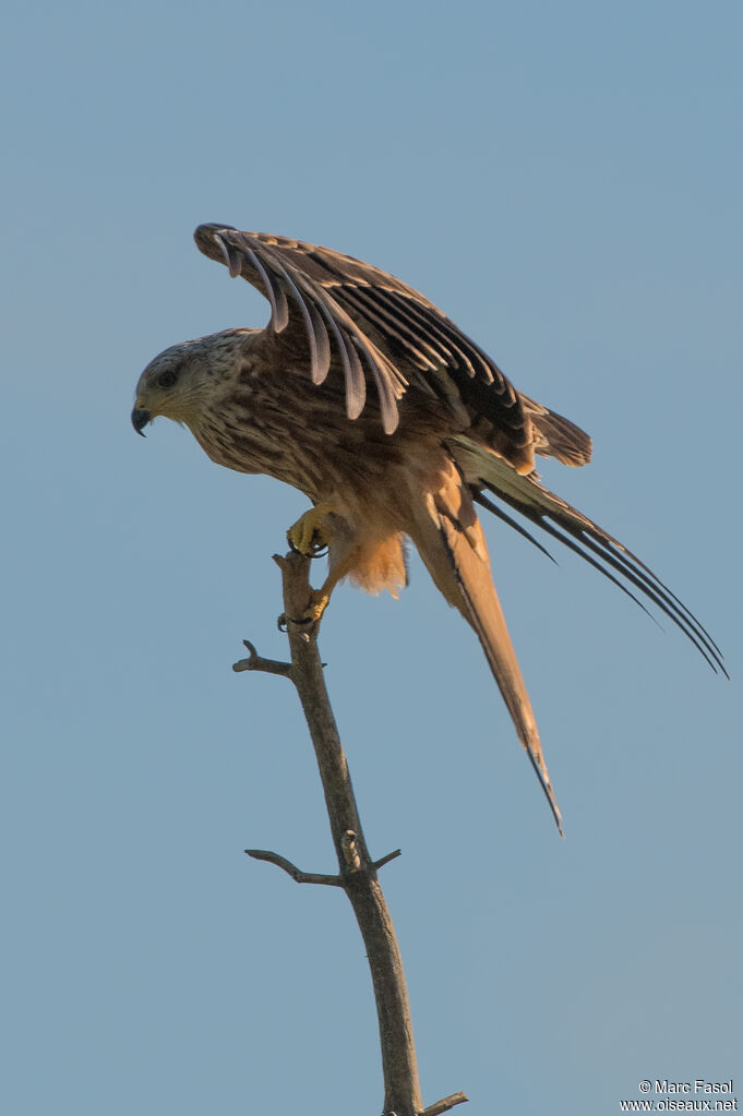 Red Kiteadult, identification