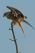 Red Kite