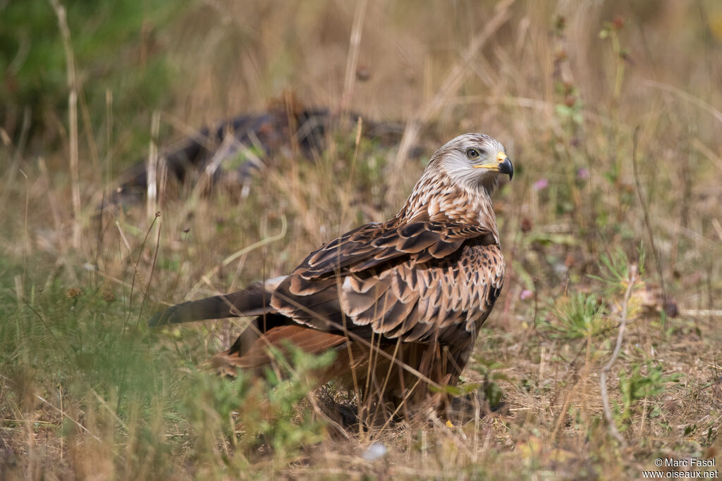 Red Kiteadult, identification