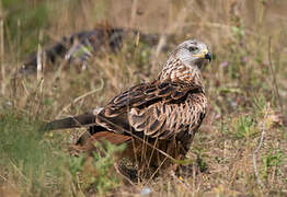 Red Kite