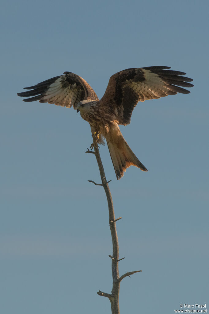 Red Kiteadult, Flight