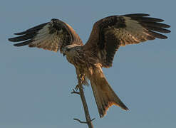 Red Kite