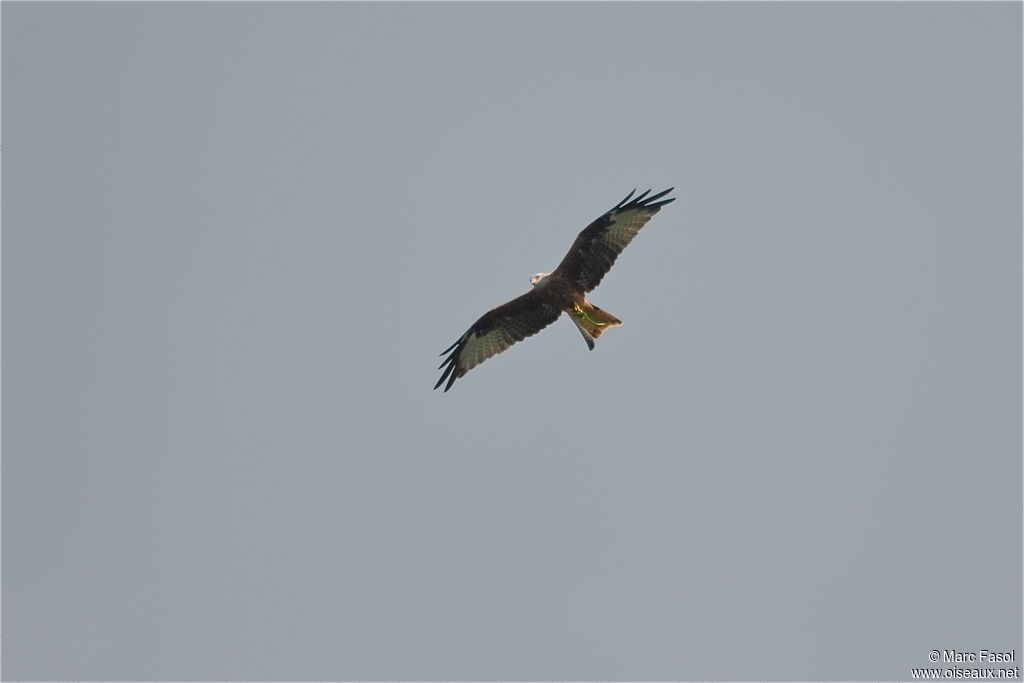 Red Kiteadult post breeding, Flight