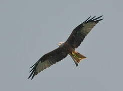 Red Kite