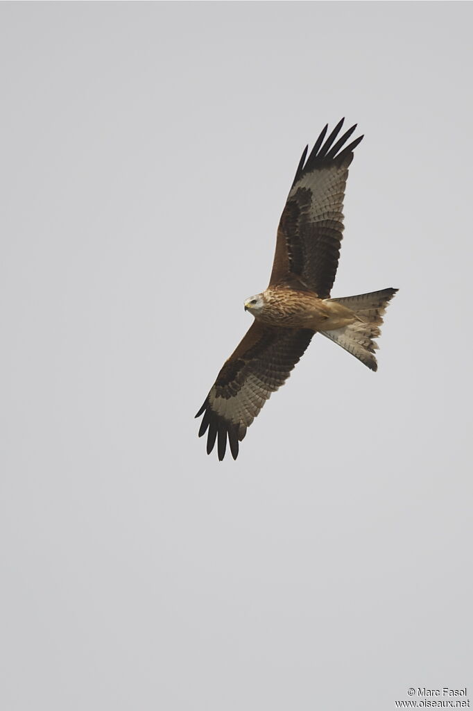 Red Kitejuvenile, Flight