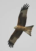 Red Kite