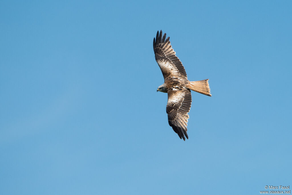 Red Kiteadult, Flight