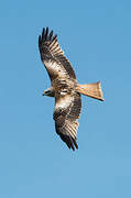 Red Kite