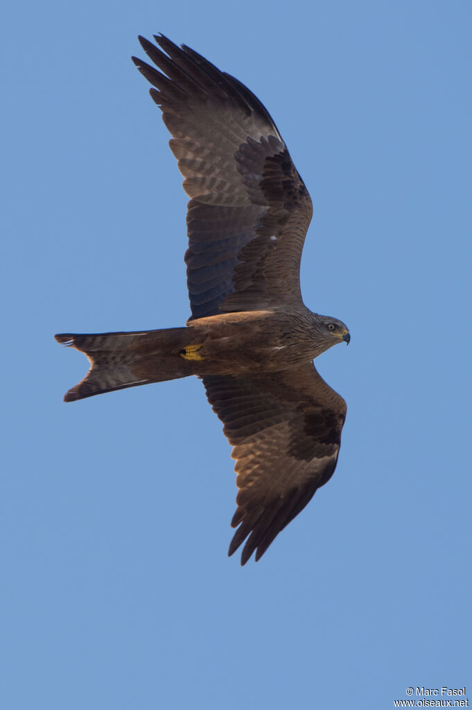 Red Kiteadult, Flight