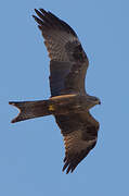 Red Kite