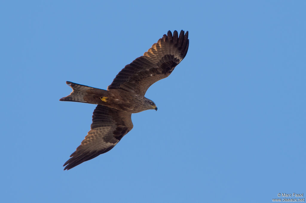 Red Kiteadult breeding, identification