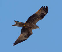 Red Kite