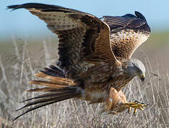 Red Kite