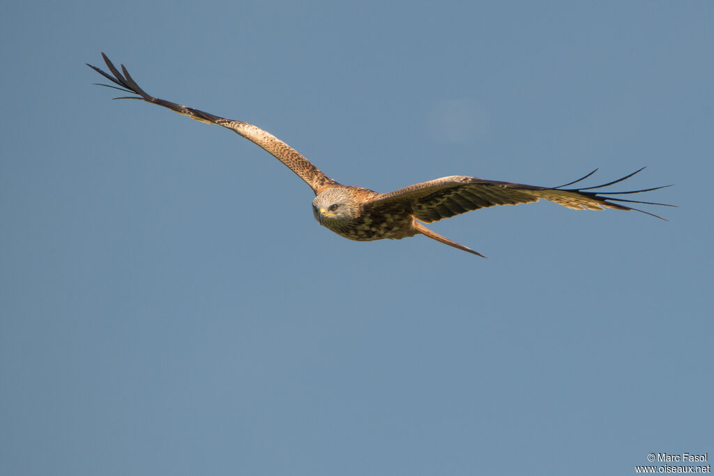 Red Kiteadult breeding, Flight