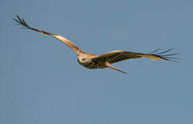 Red Kite