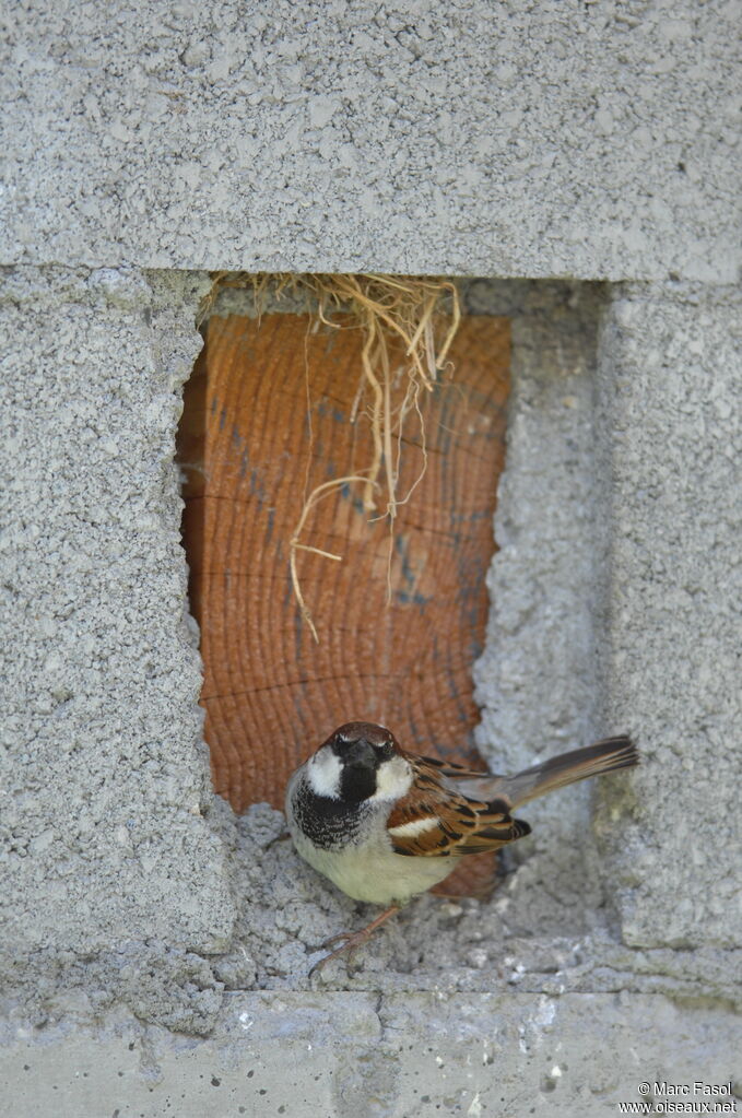 Moineau cisalpin mâle adulte nuptial, identification, Nidification