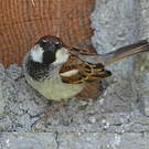 Moineau cisalpin