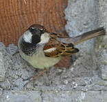 Moineau cisalpin