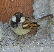 Italian Sparrow