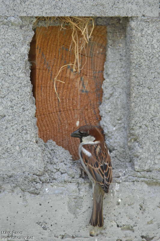 Italian Sparrow male adult breeding, Reproduction-nesting, Behaviour