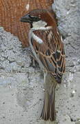 Italian Sparrow