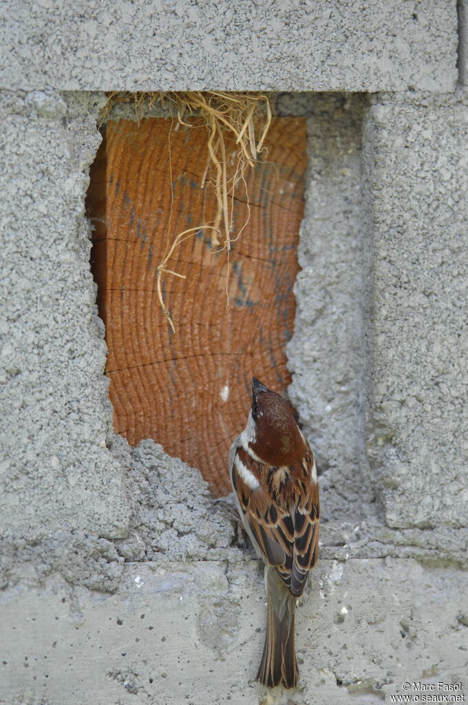 Moineau cisalpin mâle adulte nuptial, identification