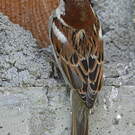 Moineau cisalpin