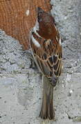 Italian Sparrow