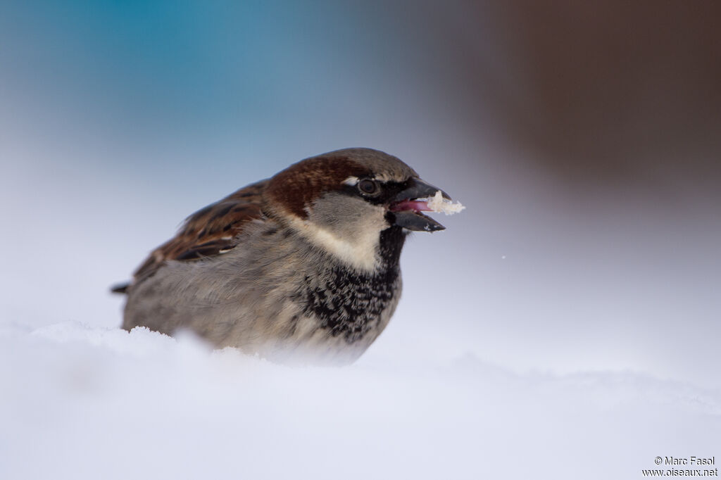 House Sparrow male adult, identification, drinks