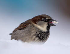 House Sparrow