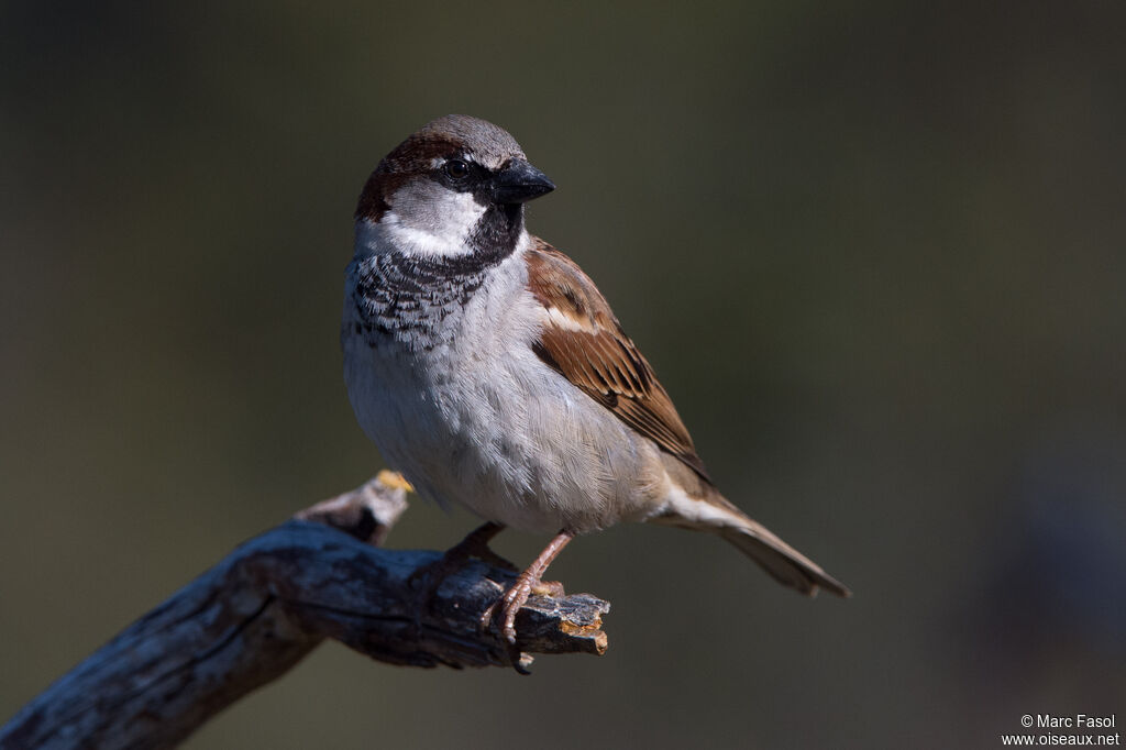 House Sparrow male adult, identification