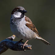 House Sparrow