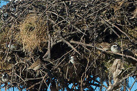 House Sparrow