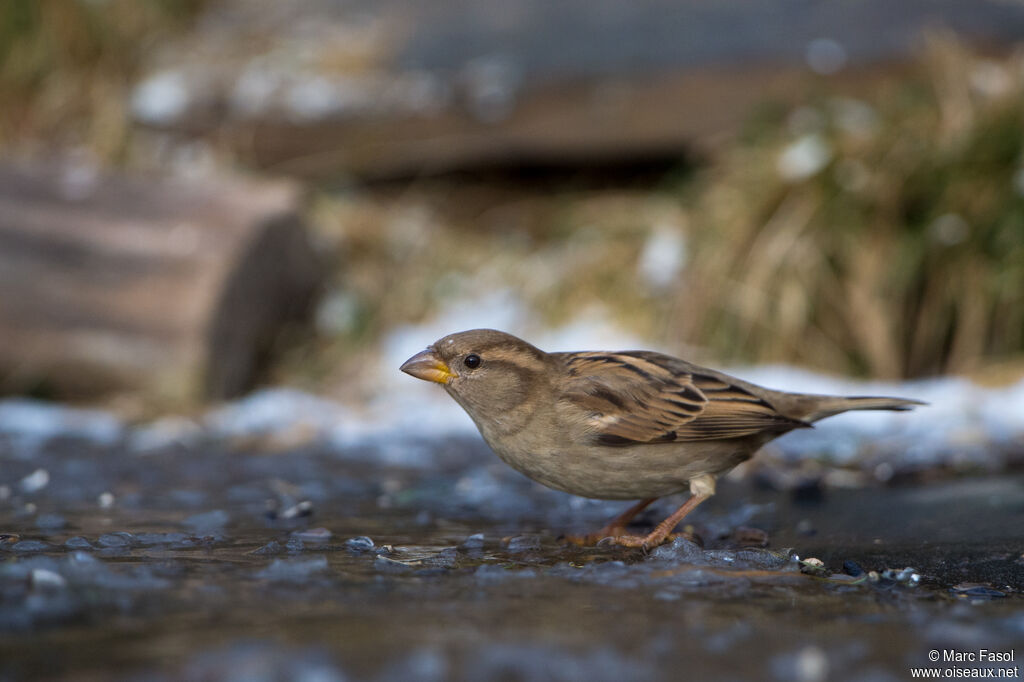 House Sparrow female adult, identification