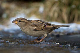 House Sparrow