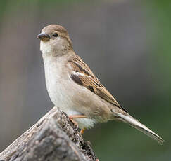 Moineau domestique
